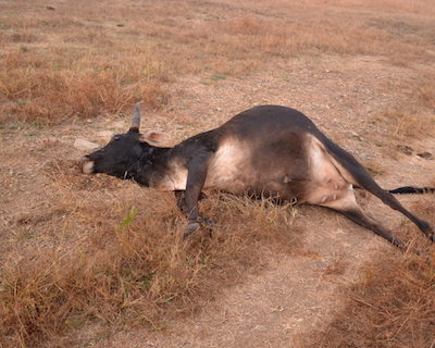 A COW KILLED BY A TIGER AT SATPURA
