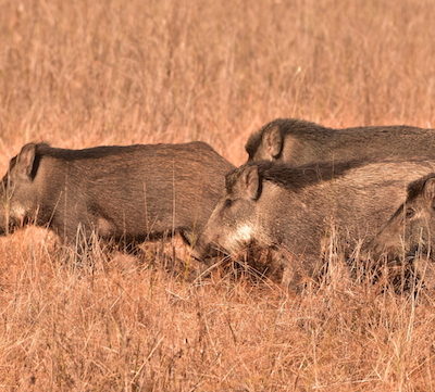 A SOUNDER OF WILD BOAR AT KANHA
