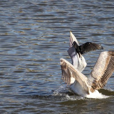 'Pelican feeds on Cormorant' by Umesh Kathad