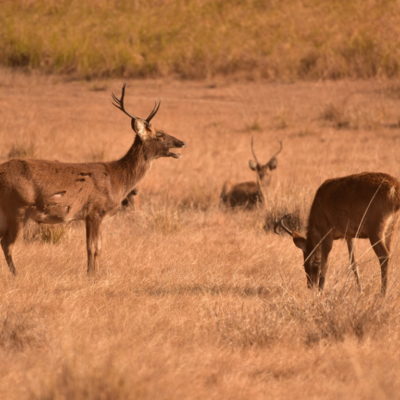 BARASINGH STAG GIVES ITS RUTTING CALL