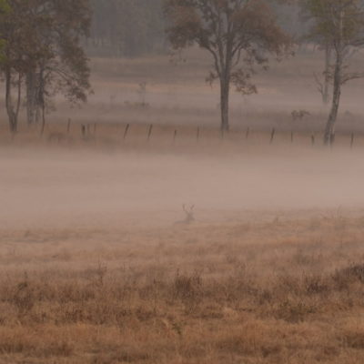 THE MORNING MIST WITH A BARASINGHA SEATED ON THE GROUND