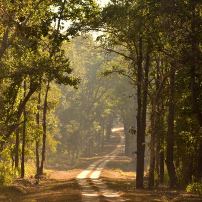 BEAUTIFUL SAL FORESTS OF KANHA