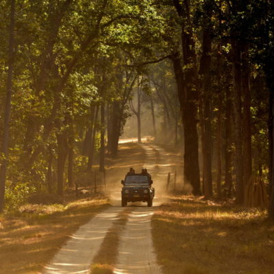 A TOURIST GYPSY PASSES THROUGH THE THICK SHADE OF SAL TREES