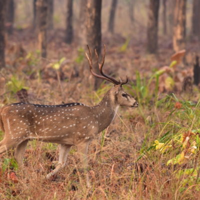 CHITAL STAG