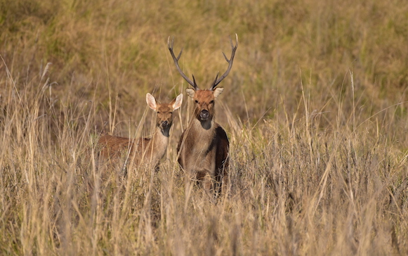 WW#2 KANHA NATIONAL PARK