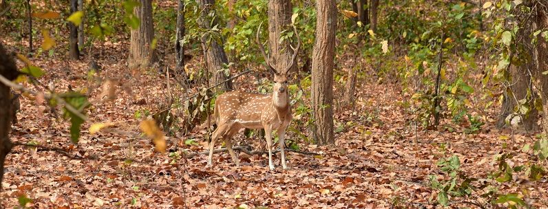 FWW#2 CHITWAN NATIONAL PARK