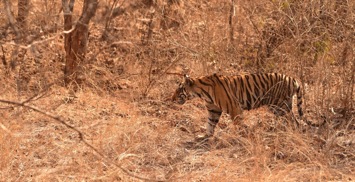Melghat Tiger Reserve, Amravati (Maharashtra)