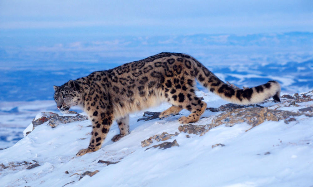 Hemis National Park Tigerland India Film Festival