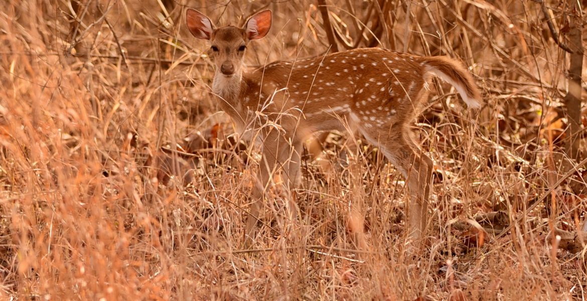 Innocence of the Wild