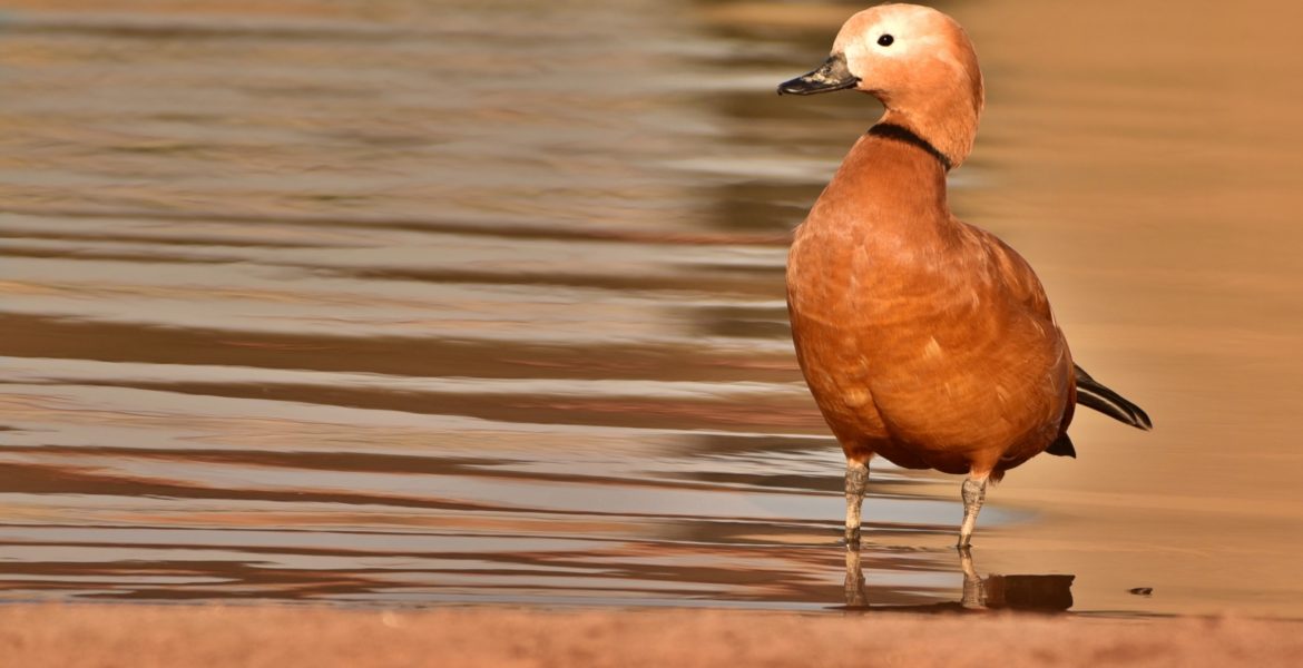 Our Feathered Friends